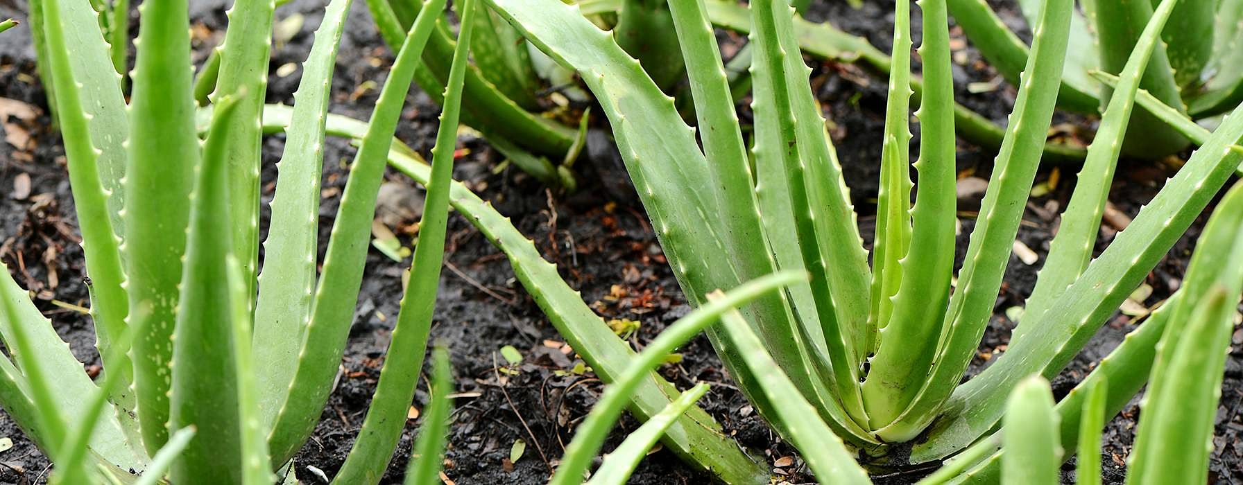 aloe vera dit erfahrungen Aloe Vera Gel  100% Feuchtigkeit [Khlend & Pur]
